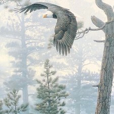 Eagle in flight an Inspiration Isaiah for Strength, Isaiah 40:31, Christian Art