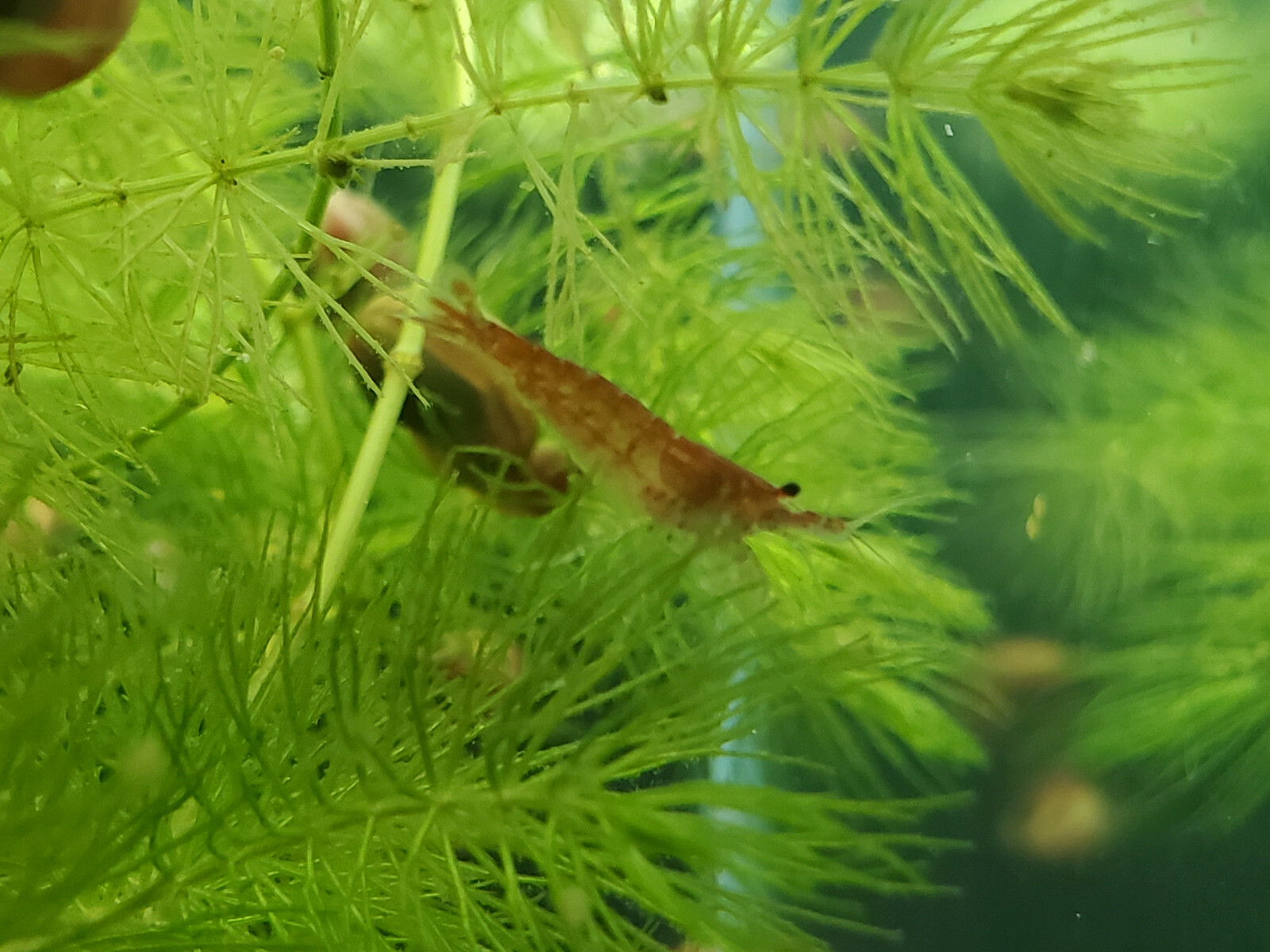 20-extra-cherry-neocaridina-shrimp-ebay