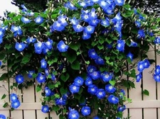 50 Blue climbing Vine Seeds for Planting - Grow Amazing Vines for Landscaping,