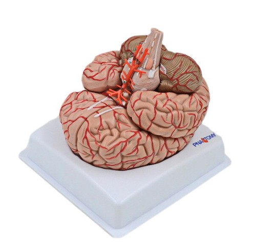 Lebensgroßes menschliches Gehirn anatomisch mit Arterien - 9 Teile medizinisches anatomisches Modell - Bild 5 von 15