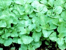 Green Amaranth Seeds (Green leaf), Rau Dền Xanh | NON-GMO | Heirloom