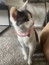 All Size Fitted Adjustable Cat Name Neckband