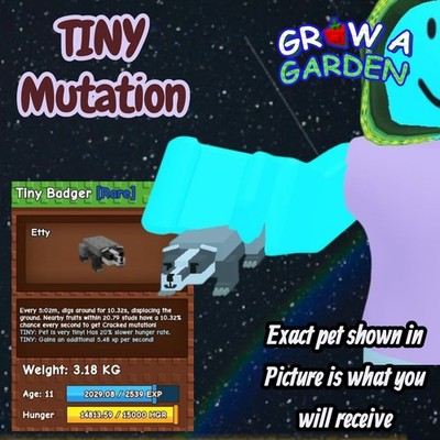 TINY Badger. Age/Weight Shown In Photo. Grow A Garden. Same Day