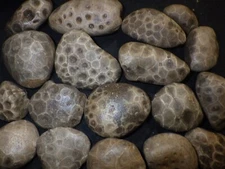 Unpolished Petoskey Stones 2lbs 8.6 oz