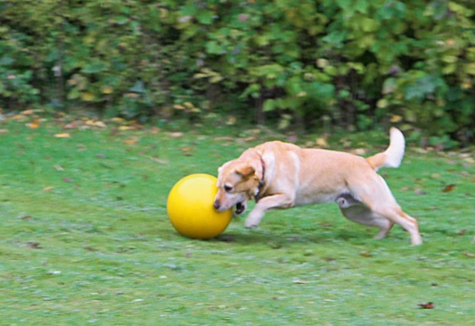 Hundespielball Spielball für Hunde bissfest Agilityball Treibball Antistressball