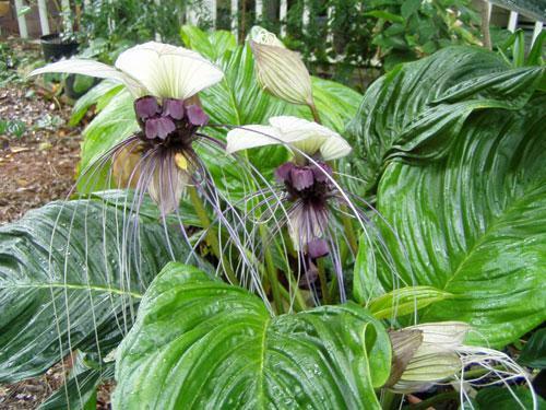 Tacca chantrieri | White Bat Plant | 50 Seeds - Picture 5 of 7