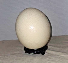 Real Ostrich Egg Great Arts Crafts Painting Home Decor Empty Shell. no stand