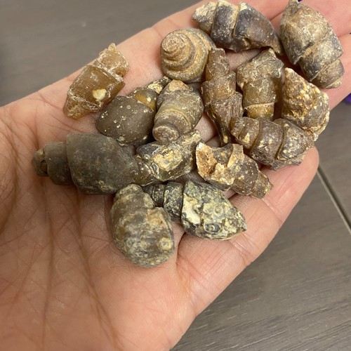 52gA gramos de amonita caracol de mar natural áspero sin pulir raro de Marruecos - Imagen 5 de 12