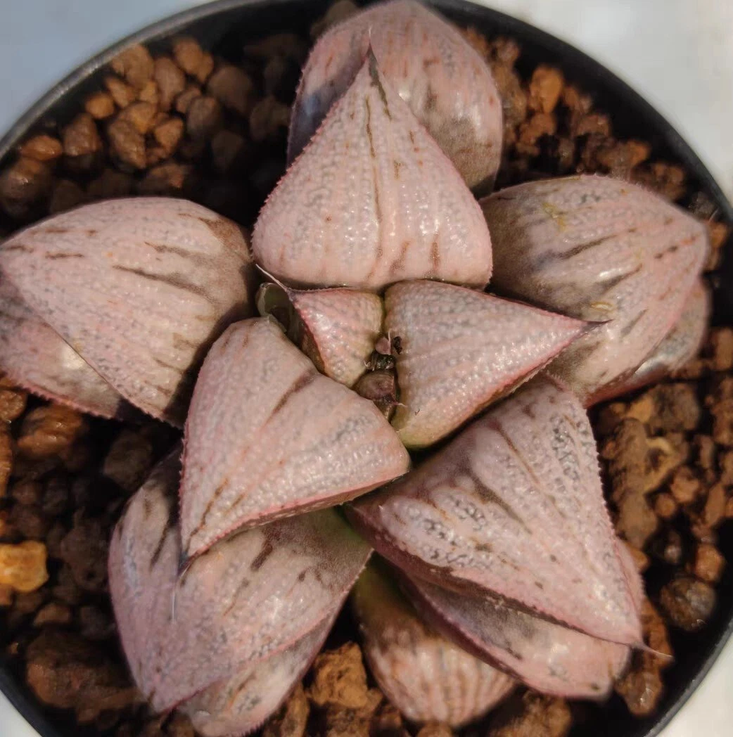 Haworthia Splendens " Samurai Red mature plant, very well rooted display in 7cm
Opens in a new windo
