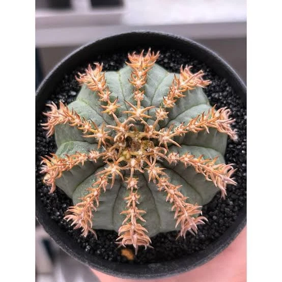 Gymnocalycium spegazzinii v.unguispinum 🌹One plant Roote nice Succulent
Opens in a new window or ta
