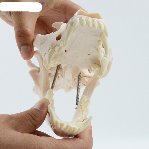 Simulación Cráneo Perro Dientes Mascotas Hospital Animales Cría Modelo de Enseñanza Médica - Imagen 7 de 8