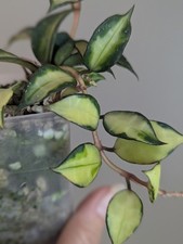Hoya Lacunosa ‘Souma' variegated Exact Plant in 2.5” Pot