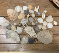 38 Mix Seashell Eye Catching Lot Collection Nautical Beach Decor Emerald Isle NC