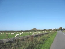 Photo 6x4 Sheep immediately south of Byn Madog Capel Gwyn Sheep outnumber c2008