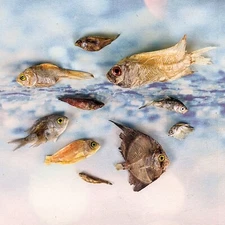 Aquarium fish taxidermy oddities Curiosity b/c gr specimen craft nautical marine