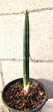 Sansevieria Pearsonii 'Rhinograss' Plant 10.5H Houseplant Succulent