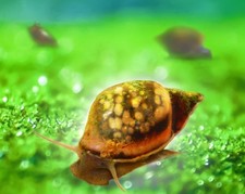 140 Bladder Snails For 30