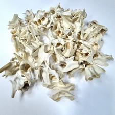 Lot Of 50 Assorted Coyote Vertebrae Real Taxidermy Cleaned Goth Arts Odd #2680