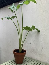 White Arum (Calla) Lily, Zantedeschia aethiopica, Bare Rooted Plant - free post 
