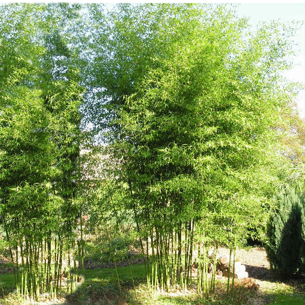 Bambus Hecke online kaufen | eBay.de