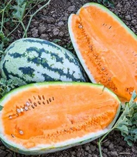 25+ Orangeglo Watermelon Seeds - LARGE - SWEET - 20 to 30 pounds - NON GMO