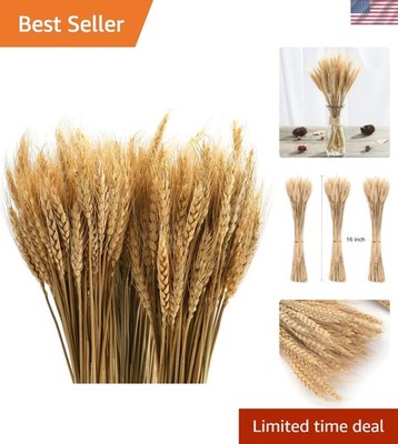 300 Stems 16 Inch Dried Wheat Sheaves, Natural Wheat Stalks Bundle Fall Arran...