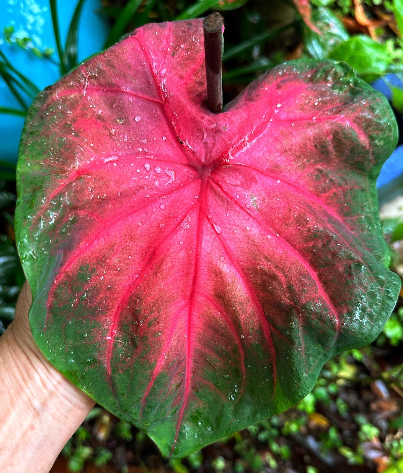 Caladium Tropical Indoor Outdoor Plant 56 Vibrant Colours Colly