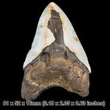 Authentic Carcharodon Megalodon Fossil Shark Tooth C GRADE - Miocene Era |