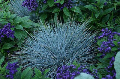 BLUE FESCUE seeds Fesnea Glauca Ornamental Grass Seeds USA Seller 10,000 BLUE FESCUE seeds Fesnea Glauca Ornamental Grass Seeds USA Seller 10,000