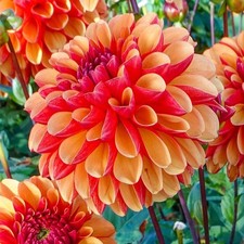 1 - AMERICAN SUNSET Decorative Ball Dahlia Bulb Tuber Cluster " EXTRAORDINARY "