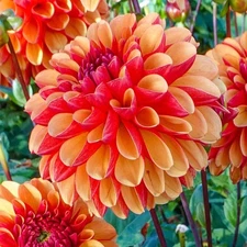 1 - AMERICAN SUNSET Decorative Ball Dahlia Bulb Tuber Cluster " EXTRAORDINARY "
