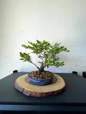 AWESOME! Fantastic Natal Cassira Plum Pre-Bonsai, 14 Years, Strong Trunk
