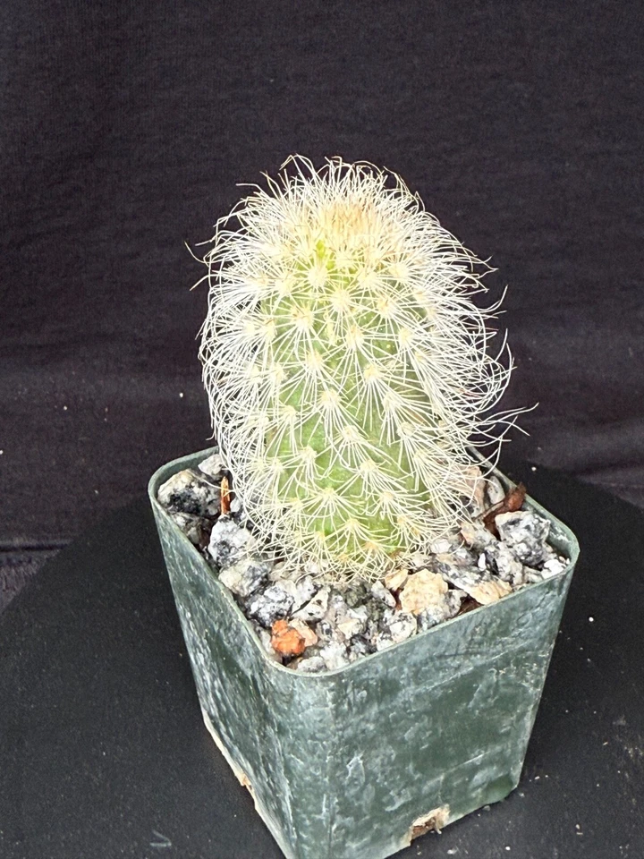 Echinocereus delaetii, cactus plant - Image 2 of 4