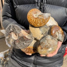 7.8lb Natural Ammonite Fossil Conch Quartz Crystal Specimen Healing