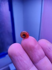 10 Live Red Orange Ramshorn Snails - Algae Eater Feeder Snails for Puffers