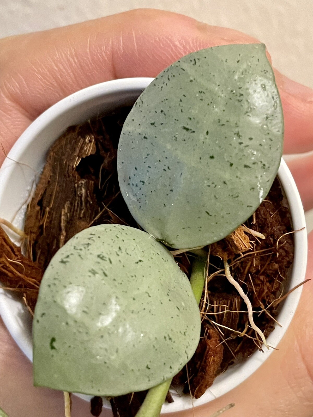 Hoya lacunosa 'Silver Mint Coin'. Rooted/Starter Plant. Actual Plant