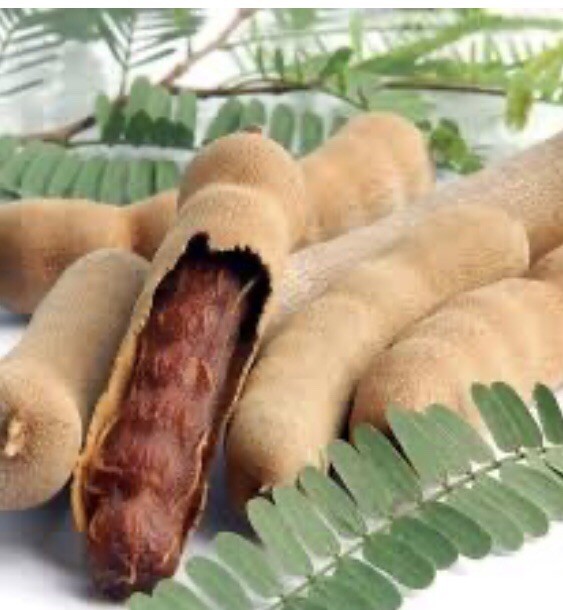 Tamarind Tree, sweet variety, Me Ngọt,Thai Sweet Tamarind 6”-12” plant 