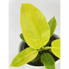 Moonlight Philodendron-Live Plants in 6 In. Pots-Rare and Elegant Indoor Housepl