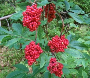 Wunderschone Farbenprachtige Zierpflanze Im Garten Leuchtender