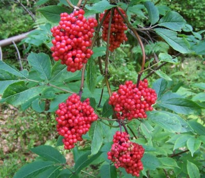 SAMEN Saat leuchtender ROTER HOLUNDER wunderschöne farbenprächtige