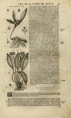 Antiker Druck - Botanik - Knoblauch - Senfpflanze - Mattioli - S. 335 - Anonym - 1572