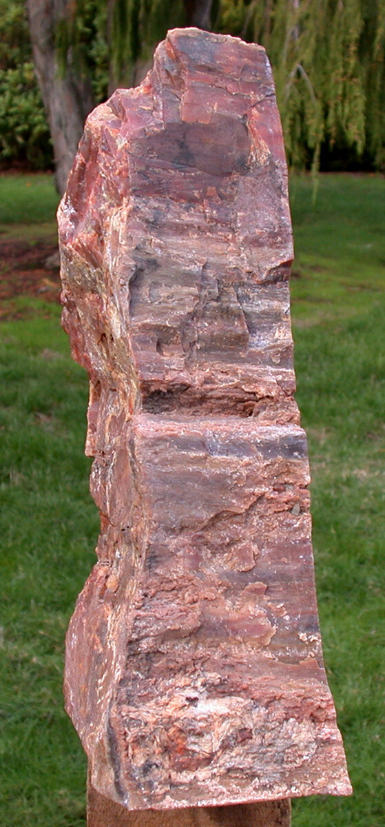 SiS BRILLIANT 7 lb. ARIZONA Petrified Wood TIGER WOOD Natural