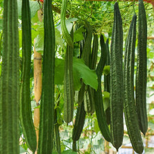 LOOFAH SPONGE GOURD Organic Fresh SEEDS ,Growing Home Gardening ,Free Shipp 40