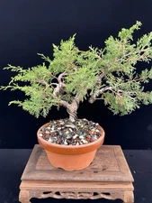 Itoigawa Shimpaku Juniper Bonsai – 12–14 Years Old | Wired & In Training |