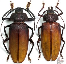 Lalyssus tuberculatus-Pair 65/65mm, from Peru,beetle, ACTUAL SPECIMENS