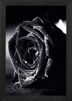 Schwarze Rose mit Tautropfen Gerahmtes Wandbild Poster Leinwanddruck Bild