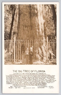 RPPC The Big Tree of Florida Cypress Sanford Orlando 1940s Vintage Postcard