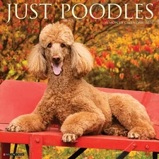 Poodles 2026 Wall Calendar (free shipping)