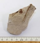 Foto 3 di 3