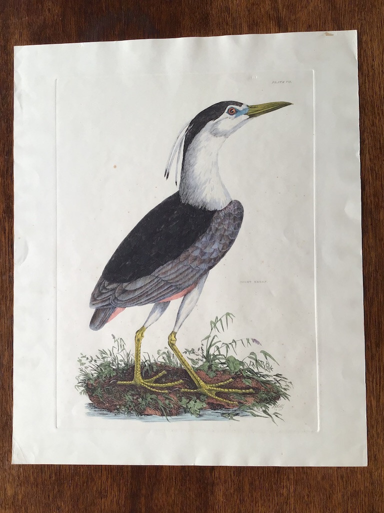 Antique hand-colored bird print of a Black-crowned Night-Heron by Selby